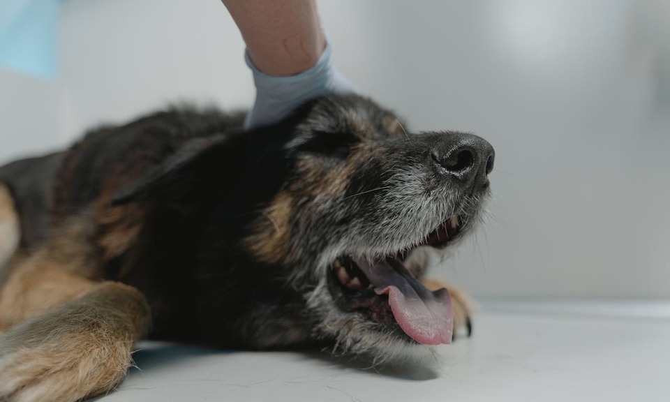 fisioterapia rehabilitacion mascotas