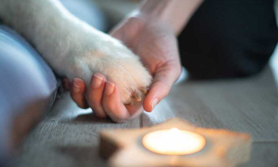 eutanasia humanitaria a domicilio