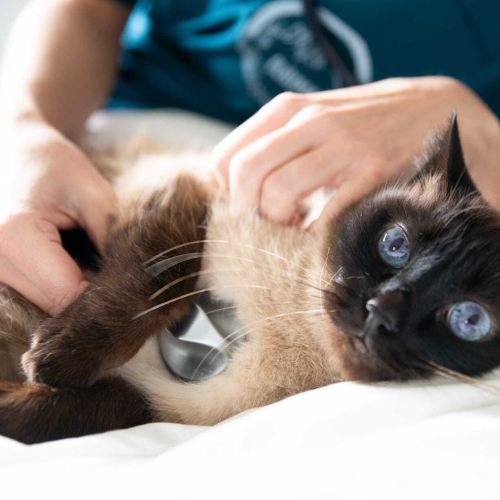 lurima veterinaria domicilio alava vitoria